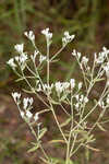 Mohr's thoroughwort